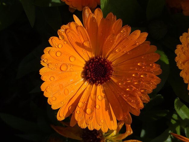 Foto primer plano de las gotas de agua en la rosa naranja