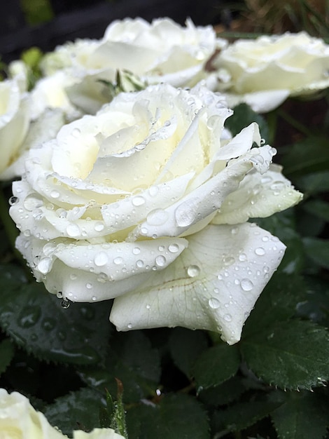 Foto primer plano de las gotas de agua en las rosas blancas