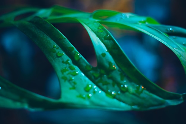 Un primer plano de gotas de agua sobre una hoja verde