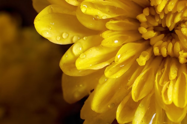 Primer plano de gotas de agua sobre pétalos de flor amarilla sobre fondo oscuro enfoque selectivo