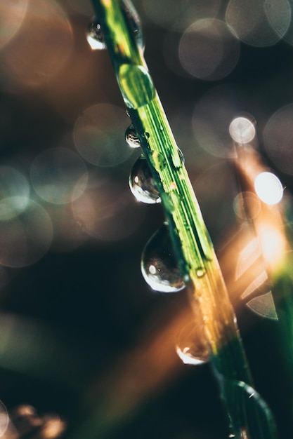 Foto primer plano de las gotas en la hoja