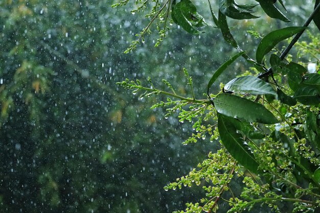 Primer plano de gotas de lluvia cayendo sobre ramas de árboles con hojas verdes