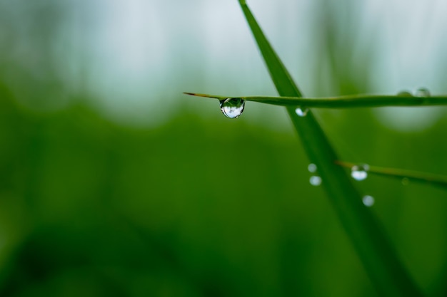 Primer plano de las gotas de lluvia en el césped