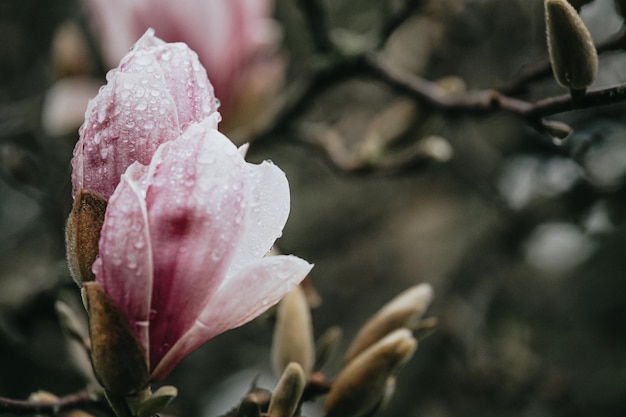 Foto primer plano de las gotas de lluvia en la flor rosa