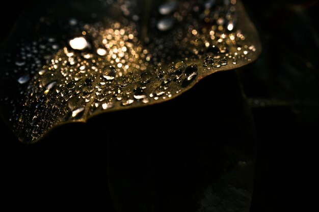 Foto primer plano de las gotas de lluvia en la hoja