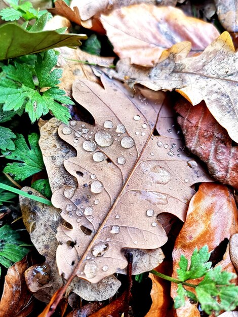 Foto primer plano de las gotas de lluvia en las hojas secas