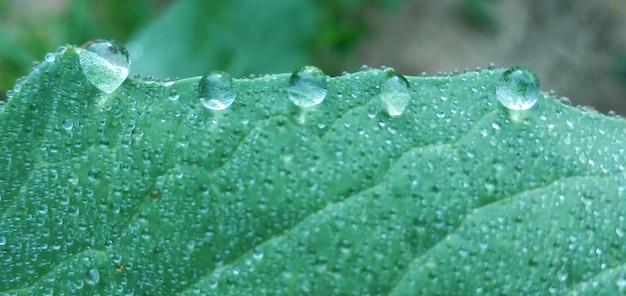 Foto primer plano de las gotas de lluvia en las hojas verdes