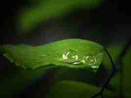 Foto primer plano de las gotas de lluvia en las hojas verdes