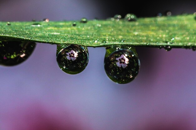 Foto primer plano de las gotas de lluvia en las hojas