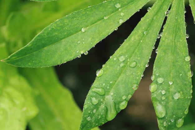 Primer plano de las gotas de lluvia en las hojas