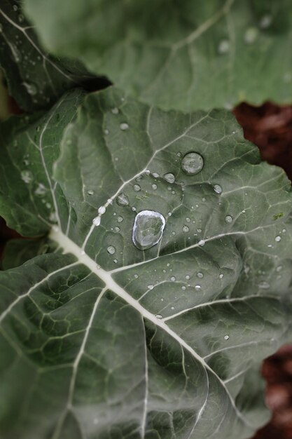 Primer plano de las gotas de lluvia en las hojas