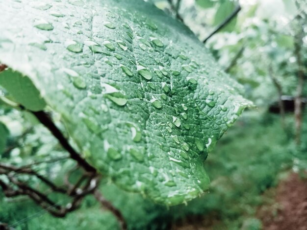 Foto primer plano de las gotas de lluvia en las hojas