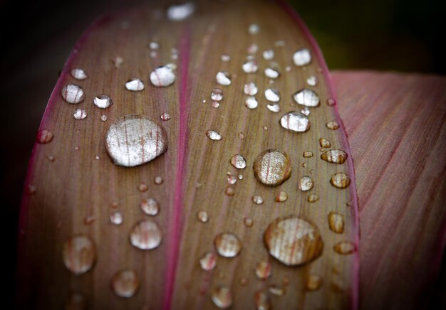 Foto primer plano de las gotas de lluvia en las hojas