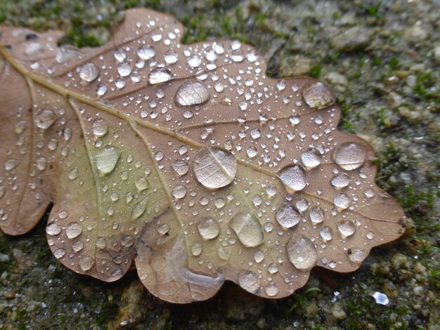 Foto primer plano de las gotas de lluvia en las hojas