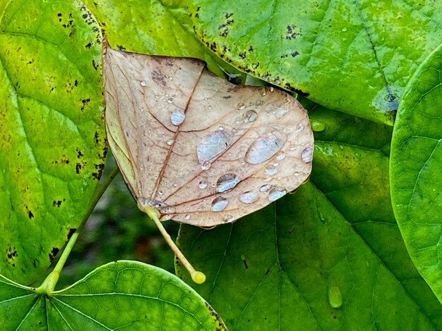 Foto primer plano de las gotas de lluvia en las hojas