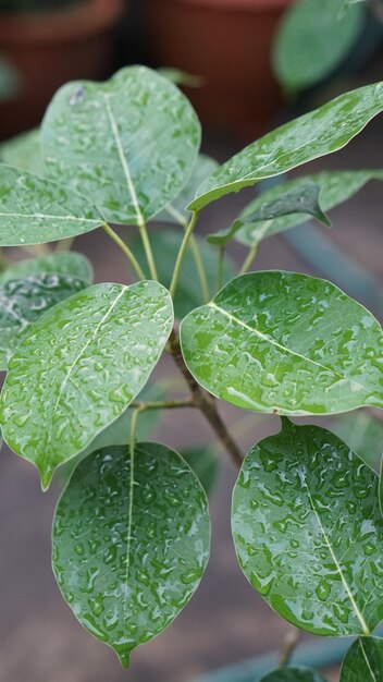 Primer plano de las gotas de lluvia en las hojas