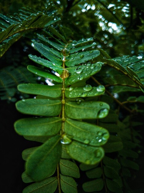 Foto primer plano de las gotas de lluvia en las hojas