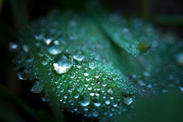 Foto primer plano de las gotas de lluvia en las hojas