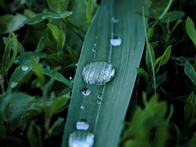 Foto primer plano de las gotas de lluvia en las hojas