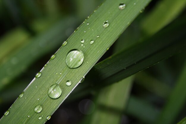 Primer plano de las gotas de lluvia en las hojas