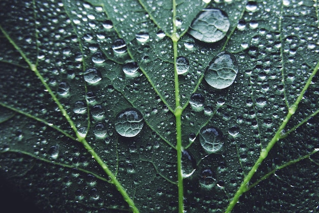 Foto primer plano de las gotas de lluvia en las hojas