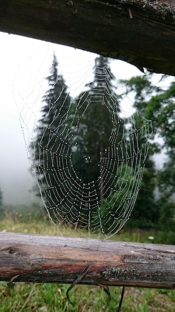 Foto primer plano de las gotas en la red de araña