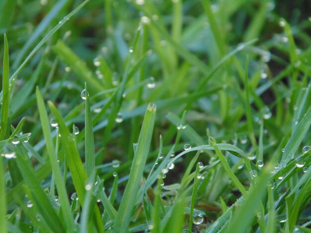 Un primer plano de las gotas de rocío en la hierba