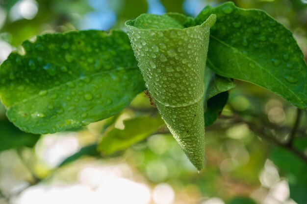 Foto primer plano de las gotas de rocío en las hojas
