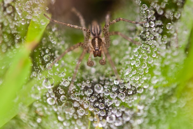 Primer plano de gotas de rocío en la tela de araña