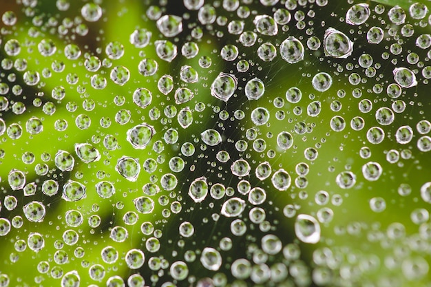 Primer plano de gotas de rocío en la tela de araña