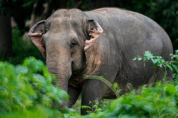 Primer plano de un gran elefante lindo descansando en la jungla