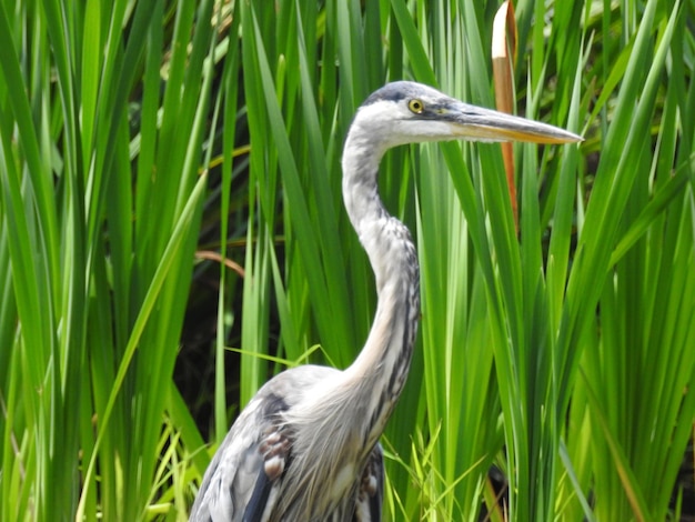 Primer plano de una gran garza azul de pie en la hierba