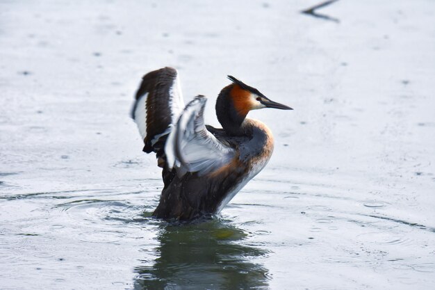 Foto primer plano de un gran grebe con cresta extendiendo sus alas en el agua