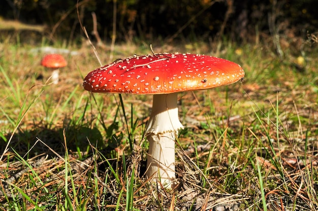 Primer plano Un gran hongo agárico de mosca en un claro iluminado por el sol