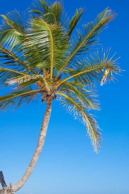 Primer plano de una gran palmera en el cielo azul de fondo