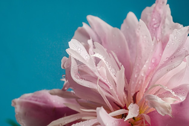 Primer plano de un gran peón rosa con gotas de agua y espacio para texto