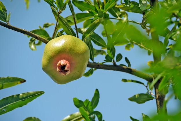 Primer plano de granada en el árbol