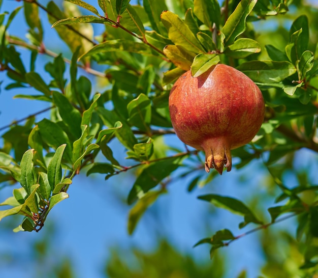 Primer plano de una granada madura colgando de una rama de árbol en el jardín Delicioso granate rojo produce fruta lista para ser cosechada Cosecha fresca que crece en un árbol de granja saludable contra un fondo de cielo borroso