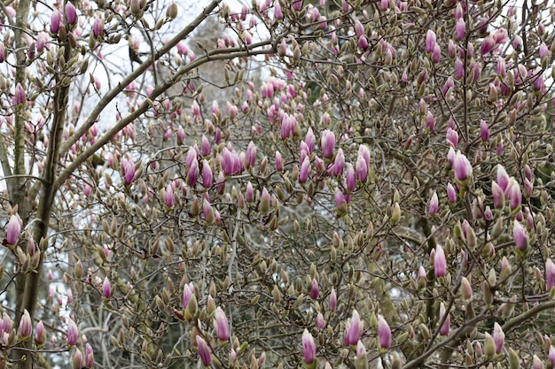 El primer plano de grandes cogollos púrpuras Magnolia soulangeana también se llama capullos rosados de magnolia en forma de platillo en una rama de árbol que se preparan para florecer Fondo floral natural de principios de primavera