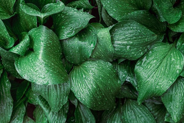 Primer plano de grandes hojas verdes cubiertas con gotas de agua de lluvia al aire libre