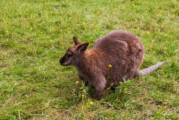 Primer plano de una granja de animales sentado rednecked wallaby Macropus rufogriseus