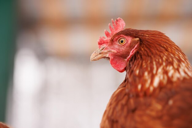 Un primer plano de una granja de aves de corral ecológicas en un granja de pollos de invierno.