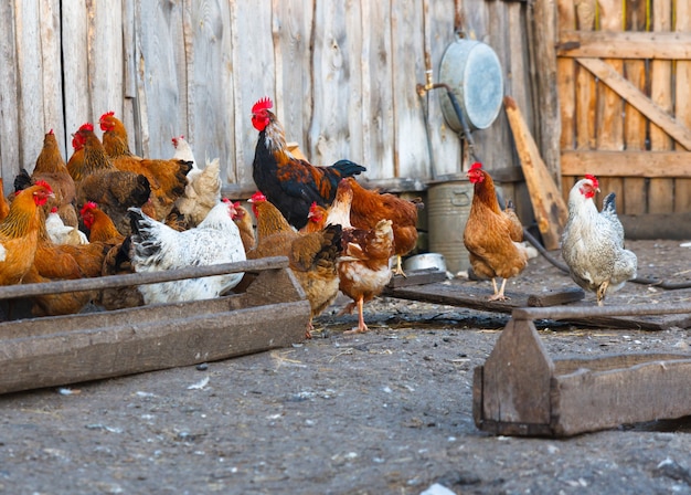 Primer plano de granja de pollos de aves de corral de grupo