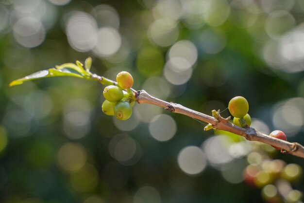 Primer plano de granos de café amarillos que maduran en una rama plantada en las tierras altas del norte de Tailandia.