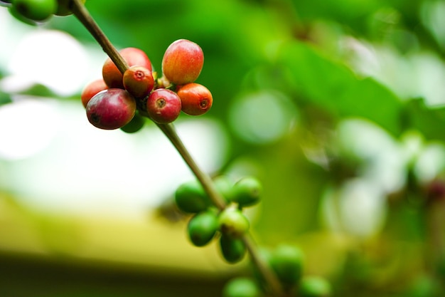 Primer plano de granos de café maduros y granos de café crudos en ramas de bayas rojas de árbol fondo borroso