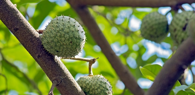 Primer plano de graviola, o guanábana, en el árbol