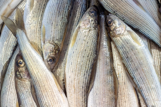 Primer plano de grayling de pescado de río siberiano