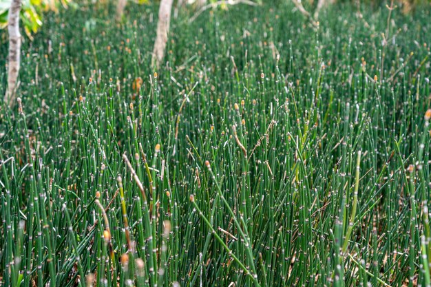 Foto primer plano de green equisetum hyemale durante la primavera.