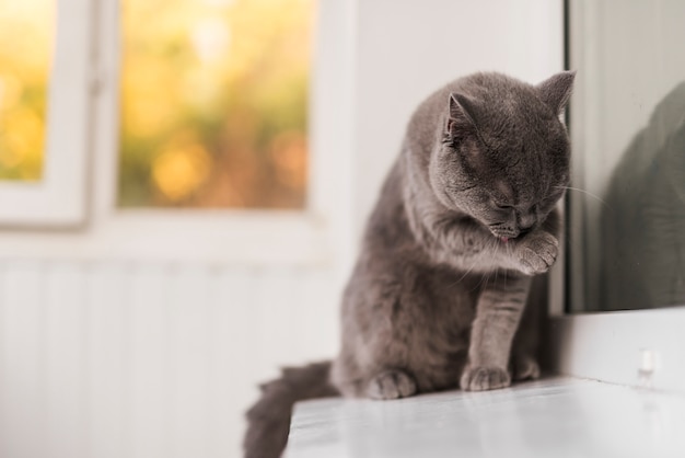 Foto primer plano de gris británico shorthair gato limpieza a sí mismo