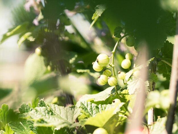 Primer plano de las grosellas colgando de la planta